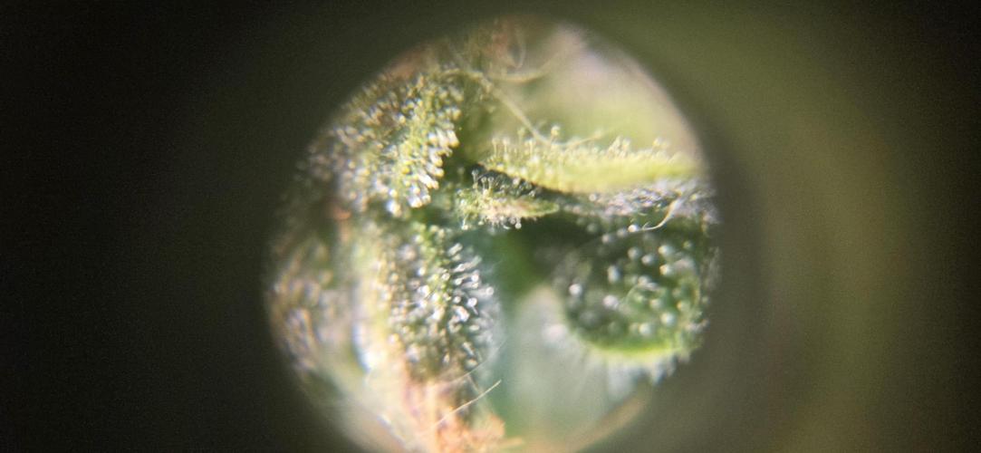 Purple Haze autoflower OSS. Week 11