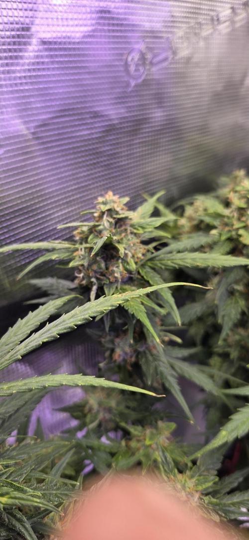 Purple Haze autoflower OSS. Week 11