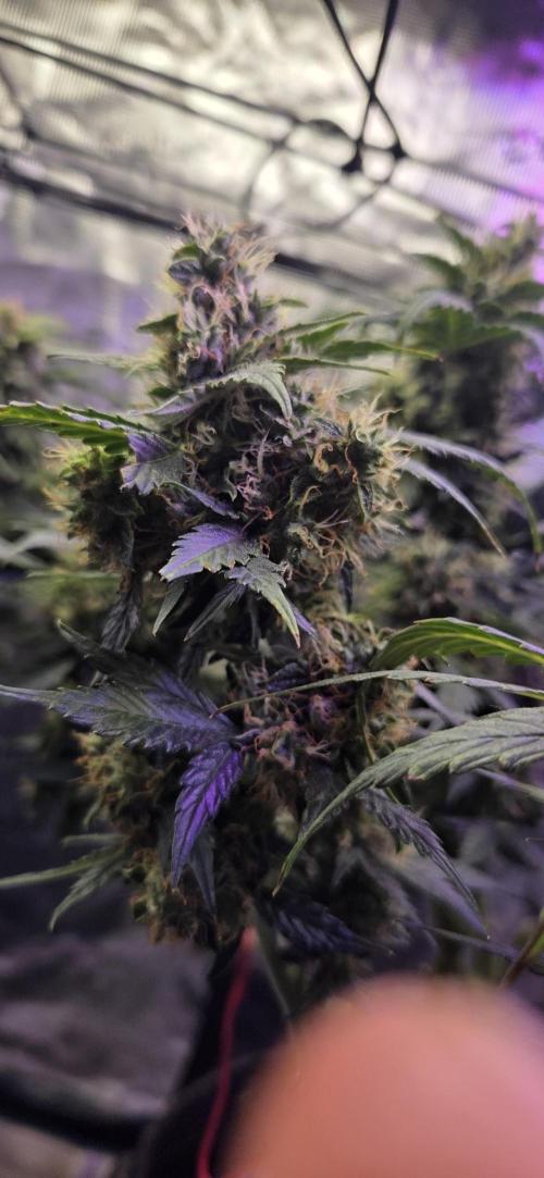 Purple Haze autoflower OSS. Week 11