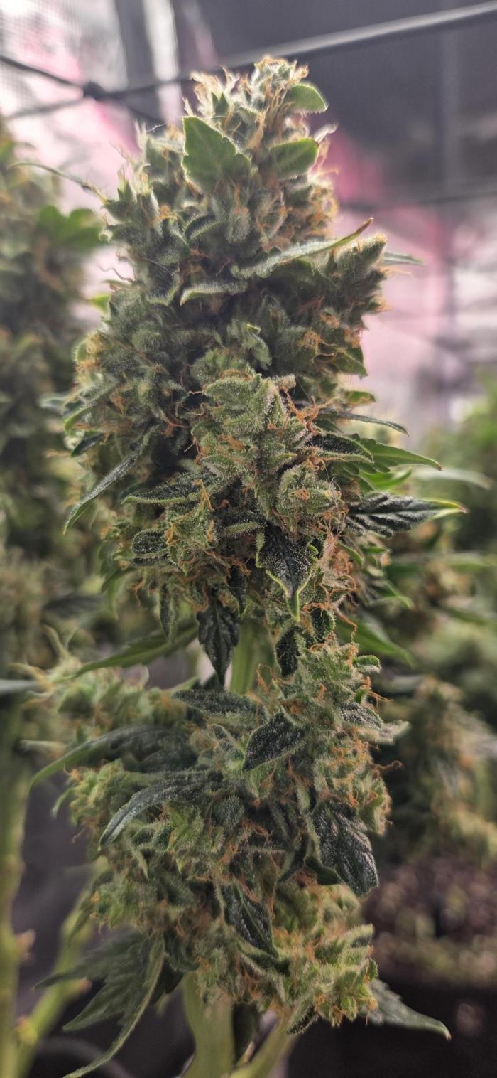 Purple Haze autoflower OSS. Week 9