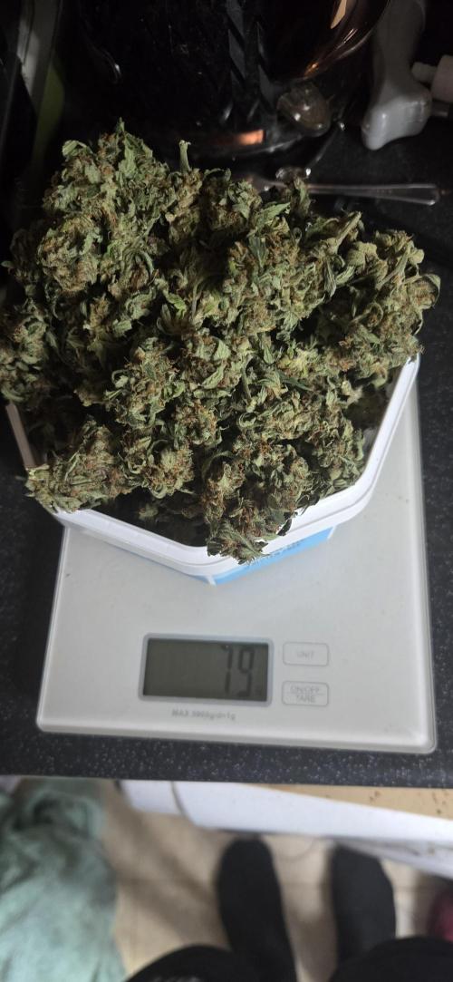Purple Haze autoflower OSS. Week 12 - very airy. had this one proper up by the main light with a second smaller mars light on this