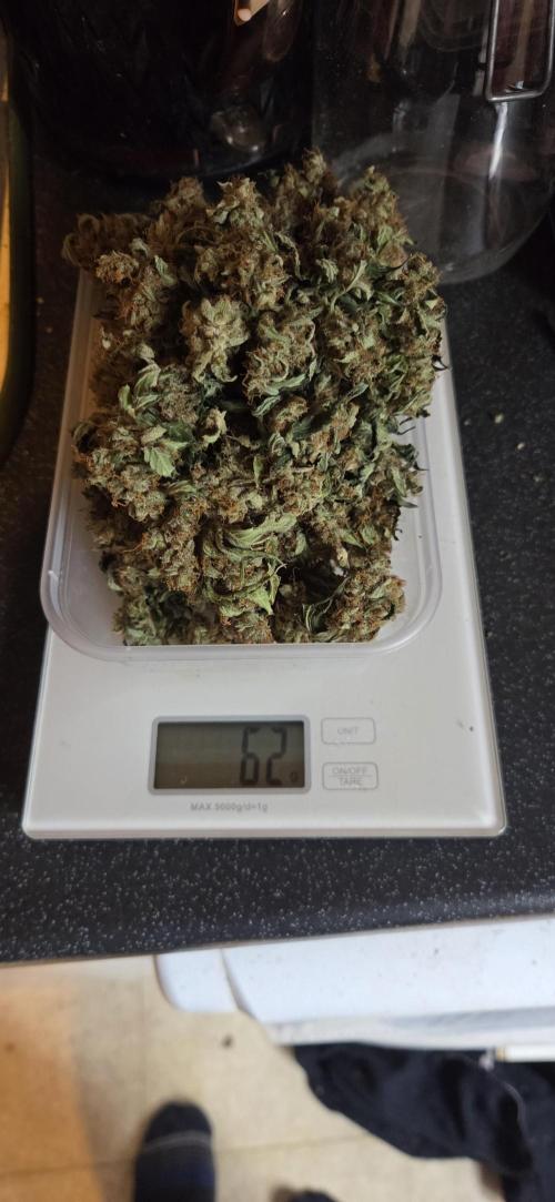 Purple Haze autoflower OSS. Week 12 - Much tight buds, must be light, this one was directly below the main light 