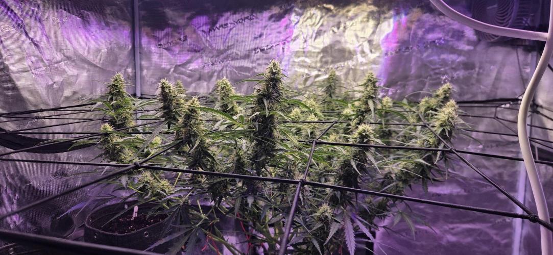 Northern lights auto day 1.25. Week 7 - looks like i got 19 tops thickening out. but its been well been groomed. 