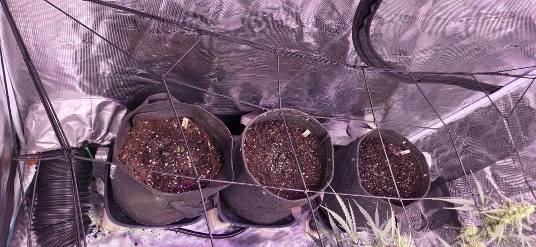 Northern lights auto day 1.25. Week 7 - added a coupke of chilli plants and a tomato. (pity me plants. lol) as this is all for me saving 💰