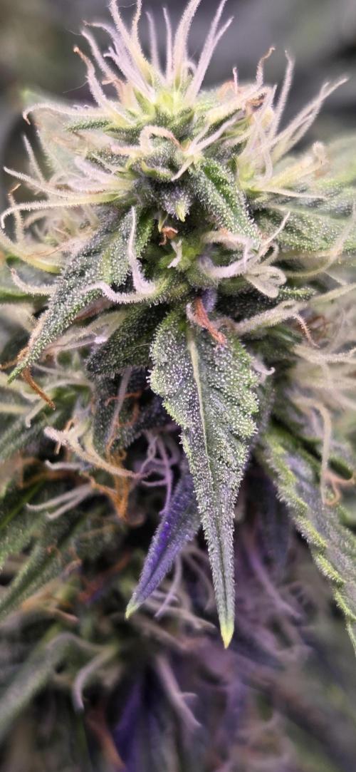 Northern lights auto day 1.25. Week 7
