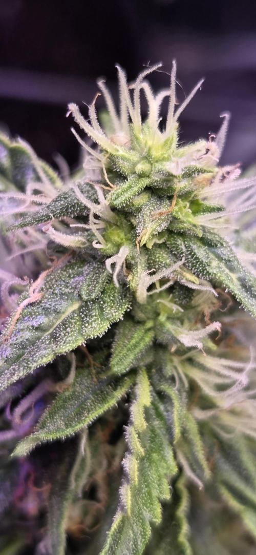 Northern lights auto day 1.25. Week 7