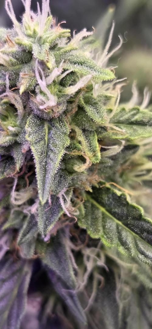 Northern lights auto day 1.25. Week 7
