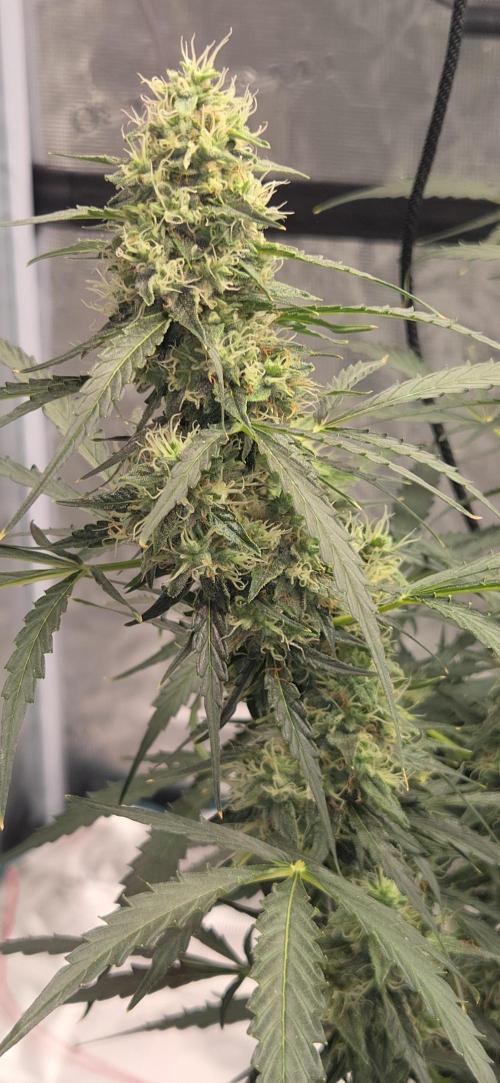 Northern lights auto day 1.25. Week 10