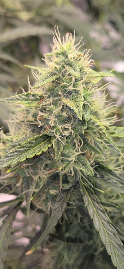 Northern lights auto day 1.25. Week 10