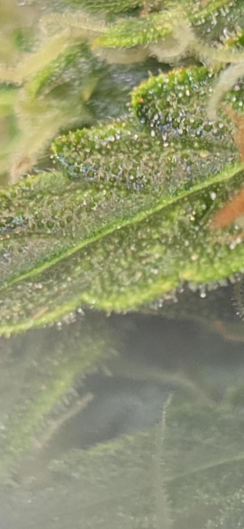 Northern lights auto day 1.25. Week 10 - tripod on the list. need a better way of getting good close ups. 