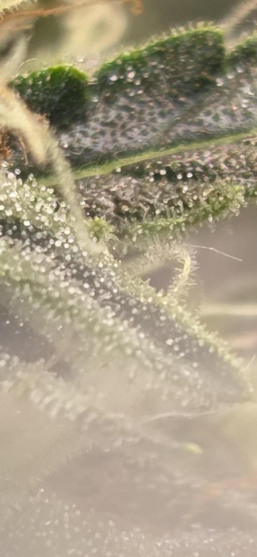 Northern lights auto day 1.25. Week 10