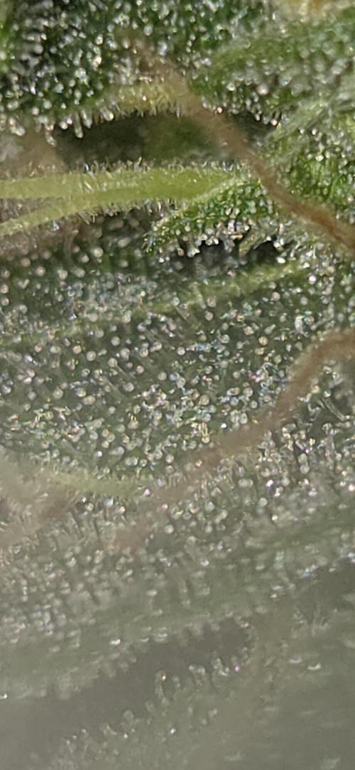 Northern lights auto day 1.25. Week 10
