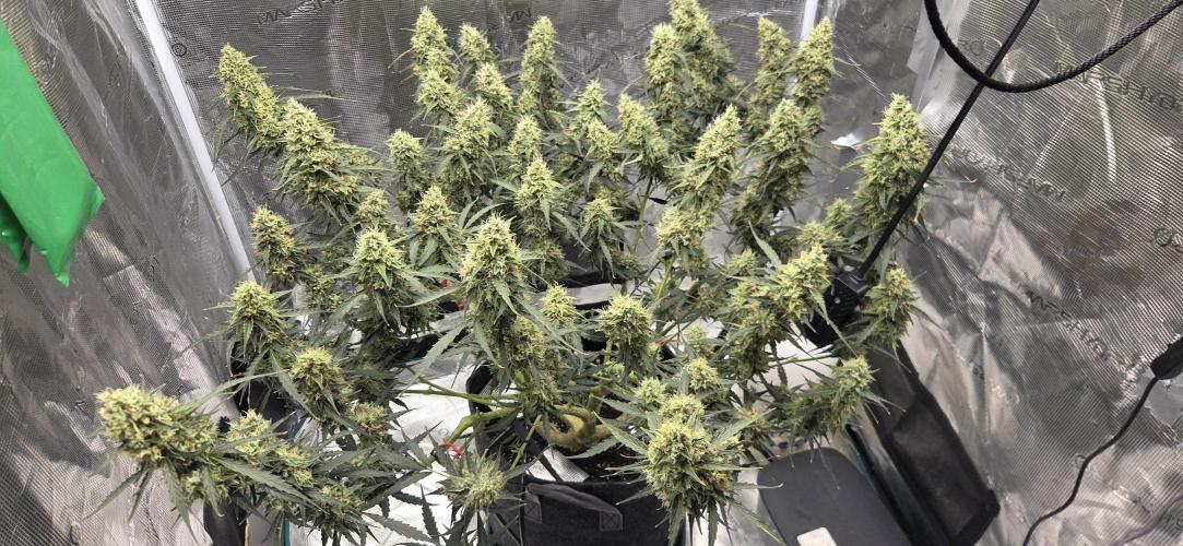 Northern lights auto day 1.25. Week 11