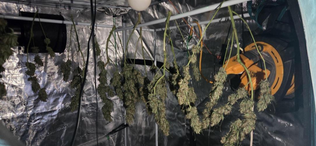 Northern lights auto day 1.25. Week 12