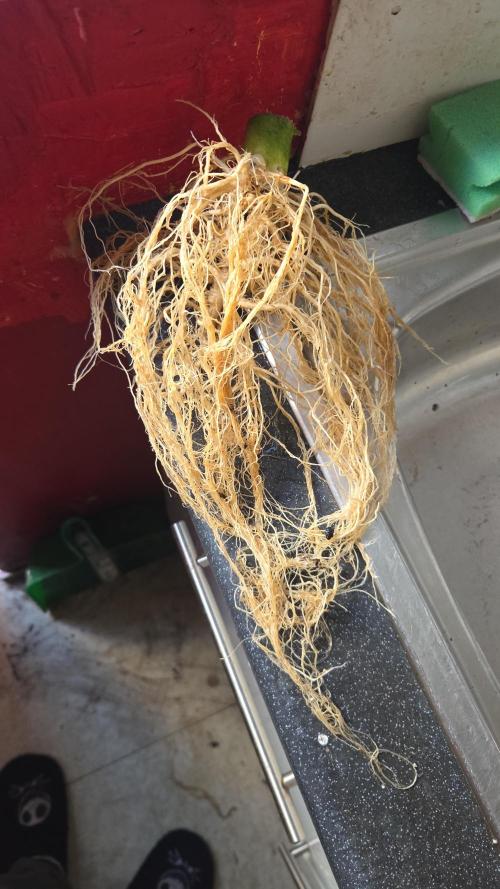 Northern lights auto day 1.25. Week 12 - check out that root ball. pot was edge to edge roots. 