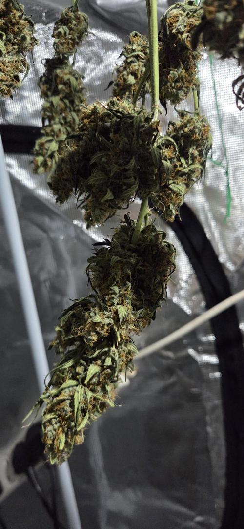 Northern lights auto day 1.25. Week 12 - result