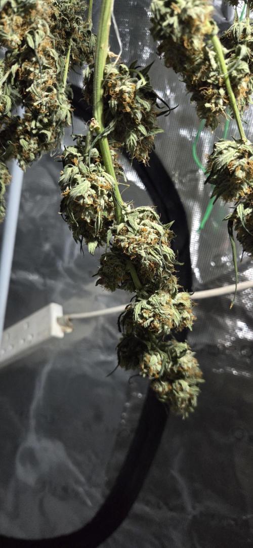 Northern lights auto day 1.25. Week 12 - result 