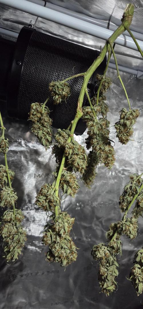 Northern lights auto day 1.25. Week 12 - result pt1