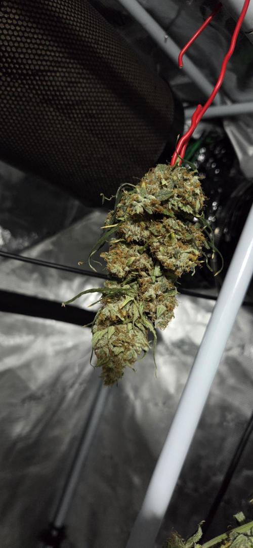 Northern lights auto day 1.25. Week 12 - result pt2
