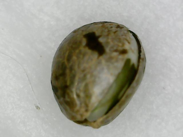 black cherry moonrocks. Week 0 - I see greeeeeeen
