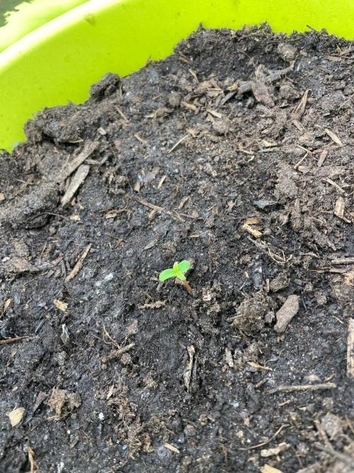 Grower485. Week 0