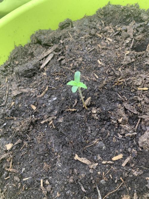 Grower485. Week 0