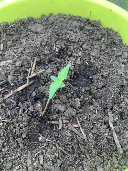 Grower485. Week 0