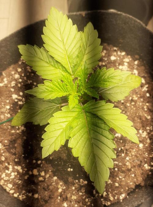 Glookies - Barney's Farm. Week 2 - 9day