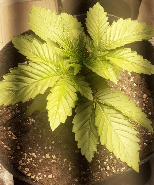 Glookies - Barney's Farm. Week 2 - 11day