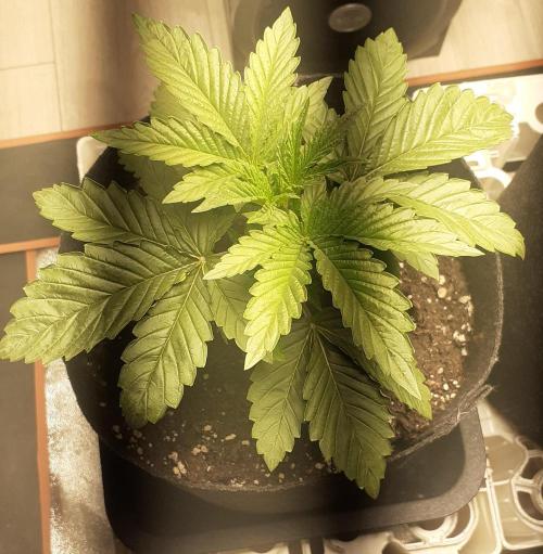 Glookies - Barney's Farm. Week 2 - 13day