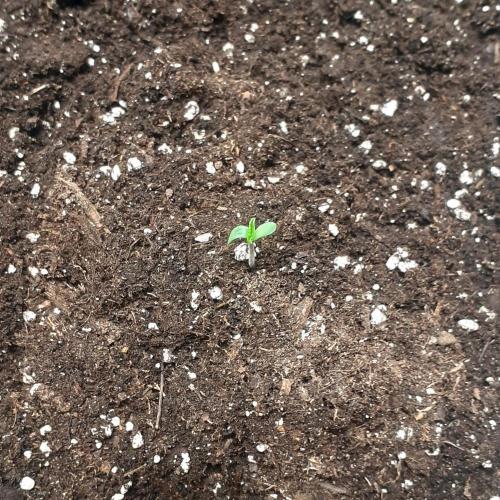 Glookies - Barney's Farm. Week 1 - 1day