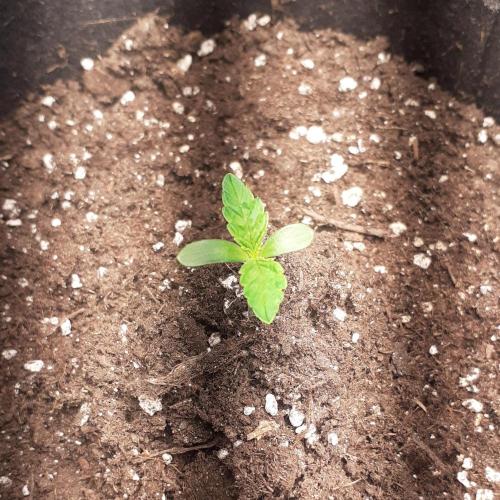 Glookies - Barney's Farm. Week 1 - 3day