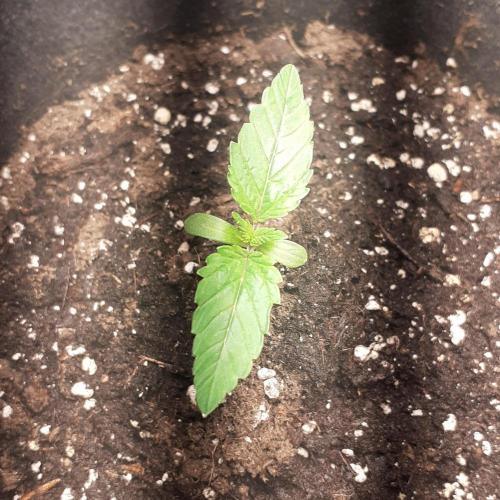 Glookies - Barney's Farm. Week 1 - 5day