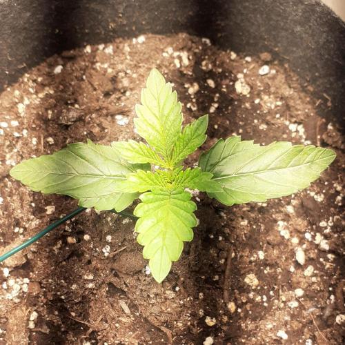 Glookies - Barney's Farm. Week 1 - 7day