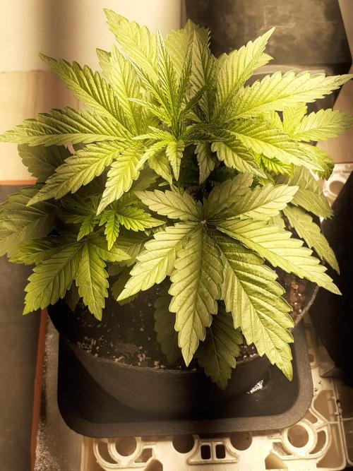 Glookies - Barney's Farm. Week 3 - 15day