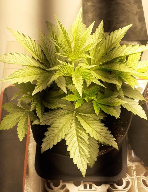 Glookies - Barney's Farm. Week 3 - 16day

Topping
