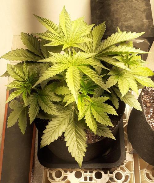 Glookies - Barney's Farm. Week 3 - 17day