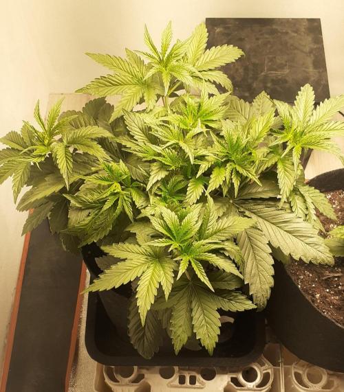 Glookies - Barney's Farm. Week 3 - 18day