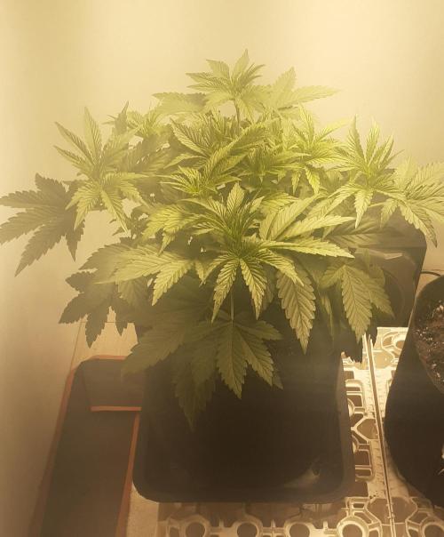 Glookies. Week 3