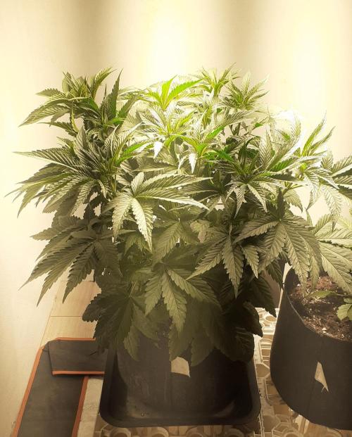 Glookies. Week 4