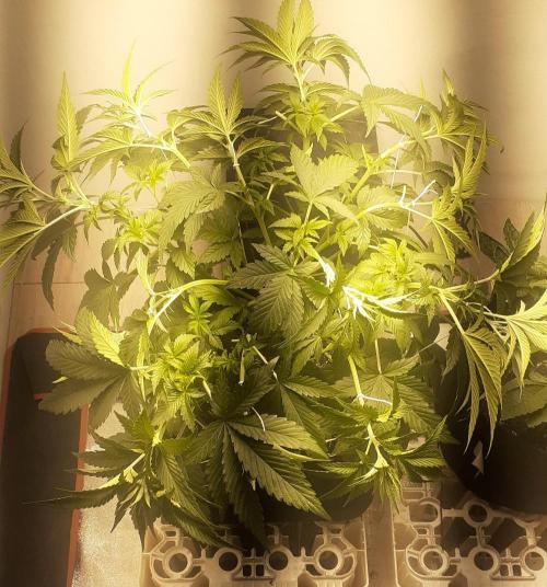 Glookies - Barney's Farm. Week 4
