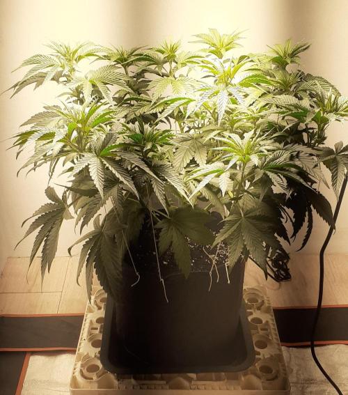 Glookies. Week 4