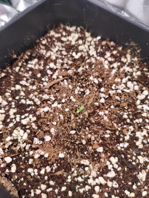 Guava Auto. Week 2