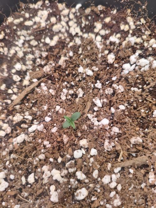 Guava Auto. Week 1