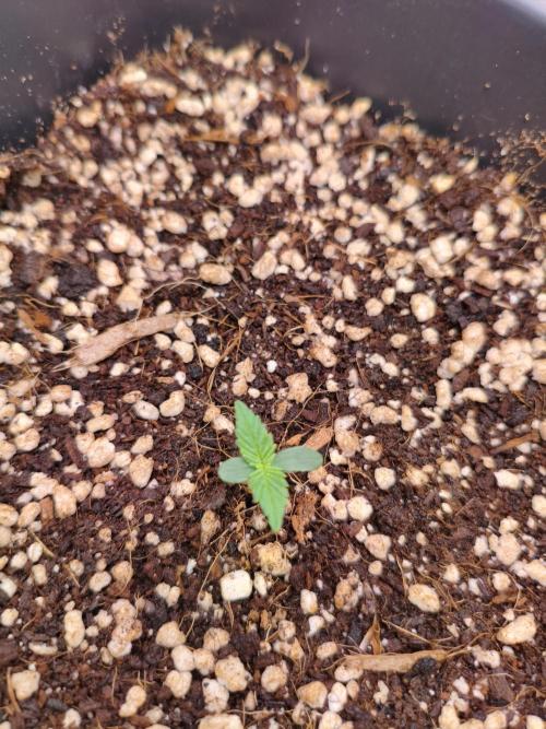 Guava Auto. Week 1