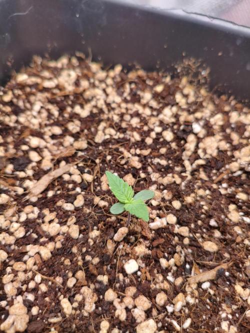 Guava Auto. Week 1