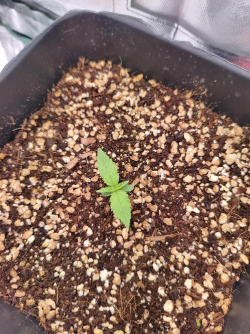 Guava Auto. Week 1