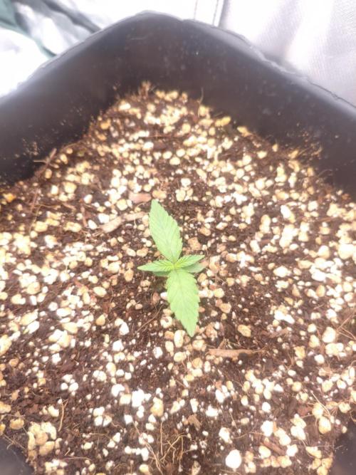 Guava Auto. Week 2