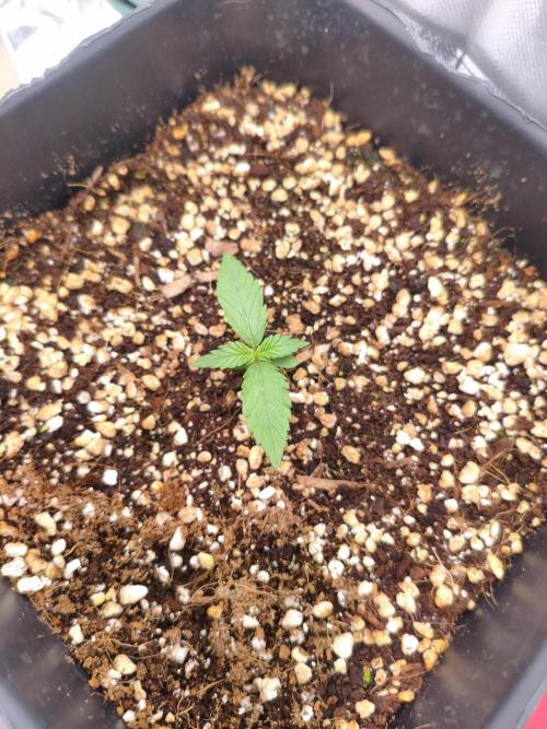 Guava Auto. Week 2