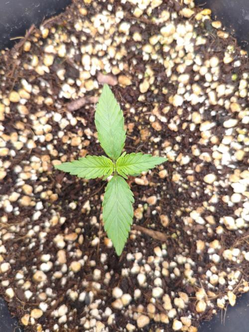 Guava Auto. Week 2